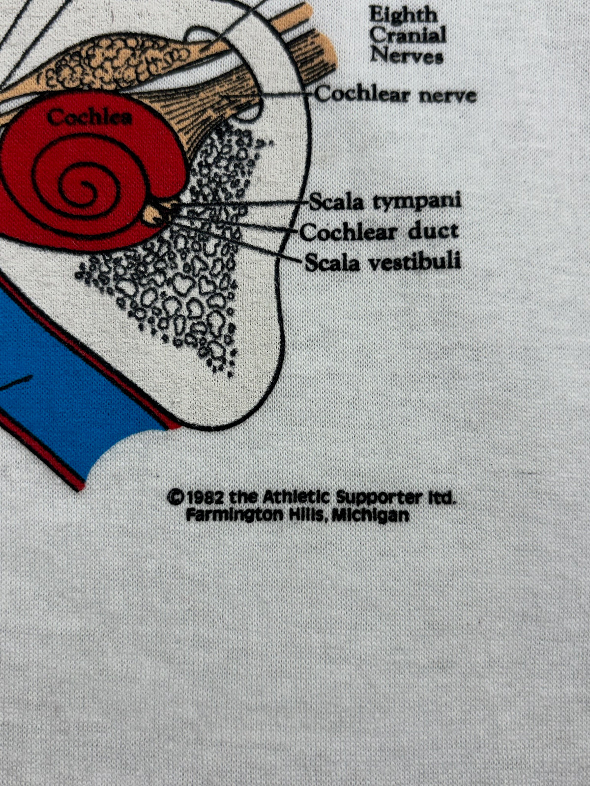 Vintage Ear Anatomy Tee 3/4T